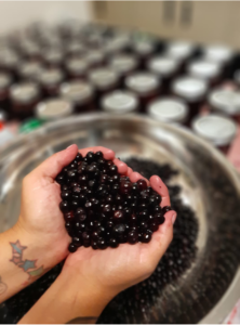 Berries cupped in two hands