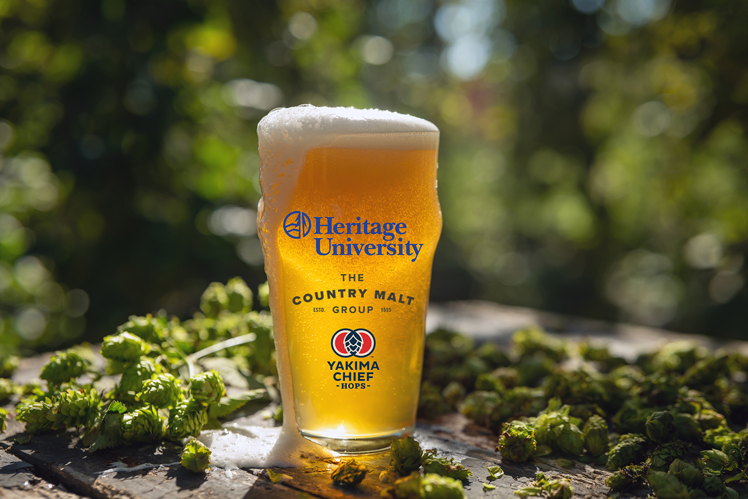 Close,Up,Shot,Of,A,Fresh,High,Quality,Gold,Foamy